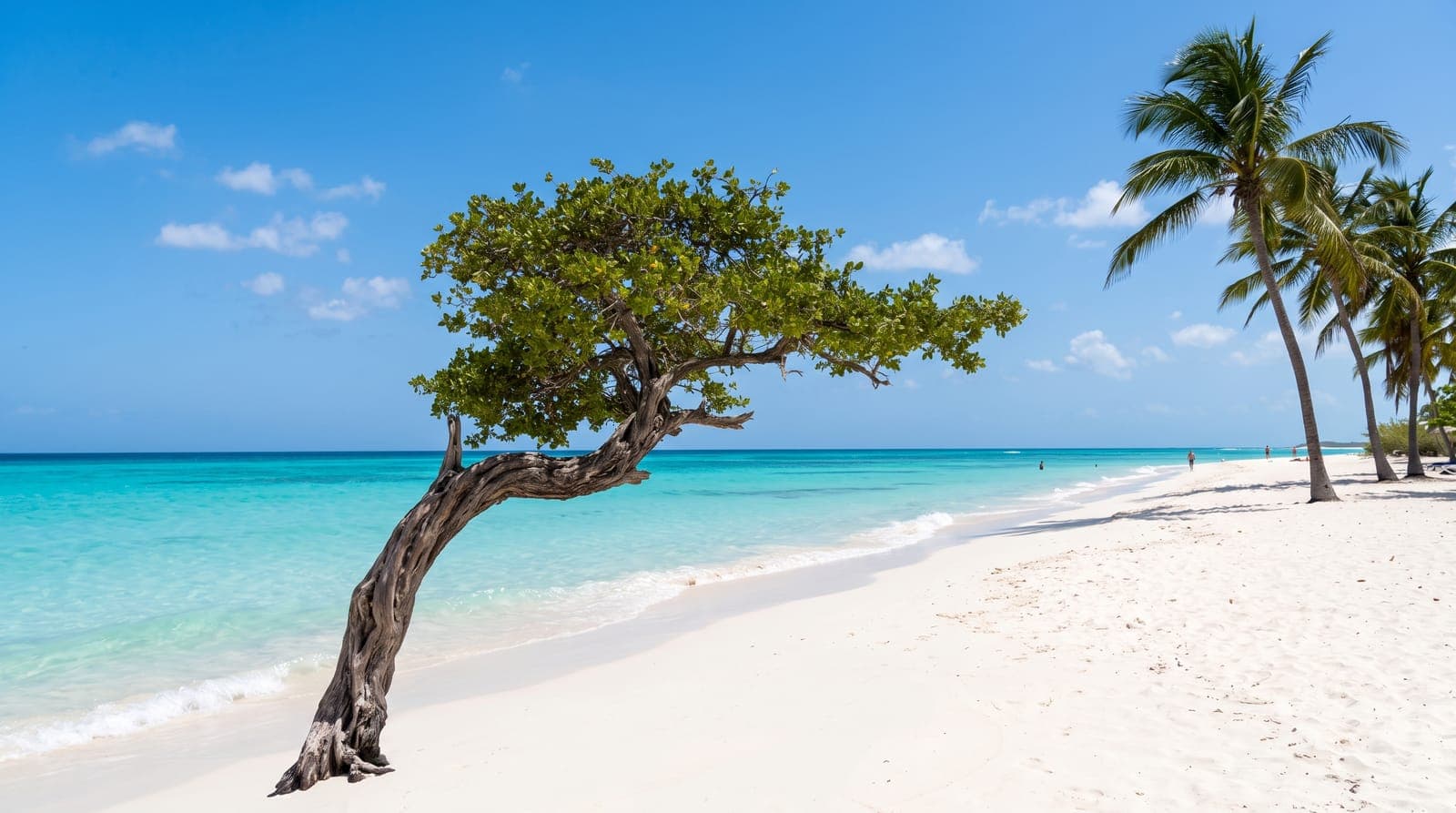 Weißer Sandstrand auf Aruba mit türkisfarbenem Wasser, einem windgebeugten Divi-Divi-Baum und Palmen
